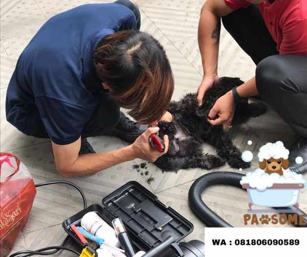 Jasa Grooming Anjing jakarta yang Profesional